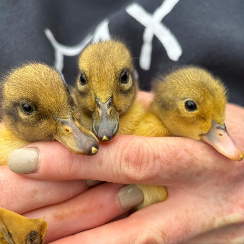 baby chickens